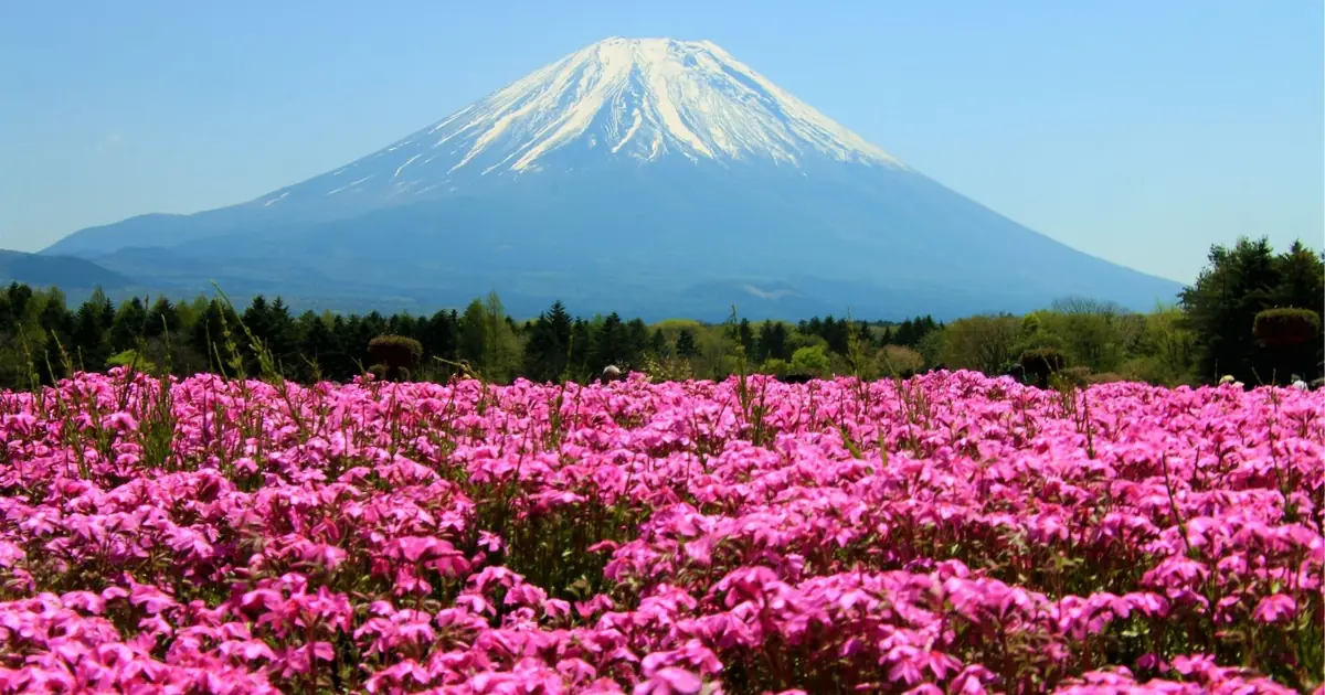 A carpet of pink moss phlox in bloom in front of the snow-capped cone of Mount Fuji under a clear blue sky