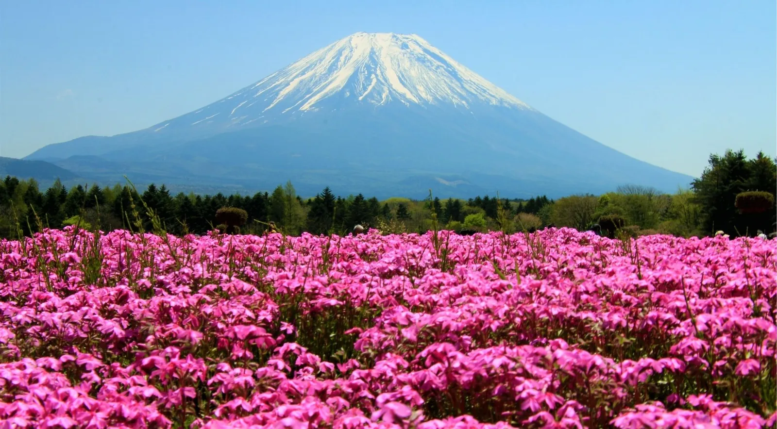 A field of magenta shibazakura moss phlox in full bloom below Mount Fuji