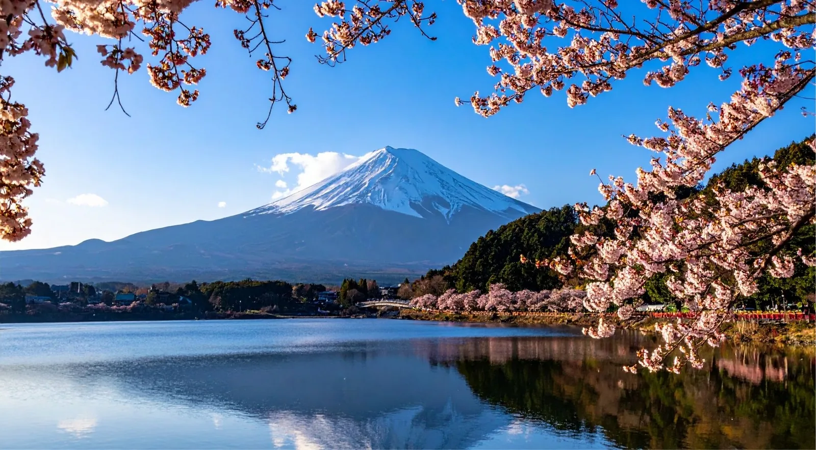 Mount Fuji across Lake Kawaguchiko framed by cherry blossom branches