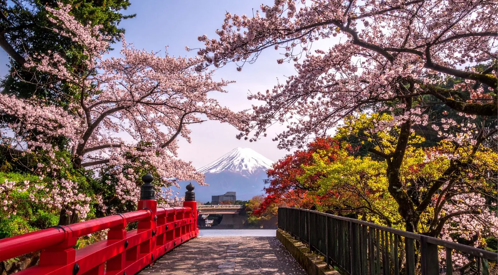 A red-railed footbridge under a tunnel of cherry blossom with Mount Fuji centred beyond