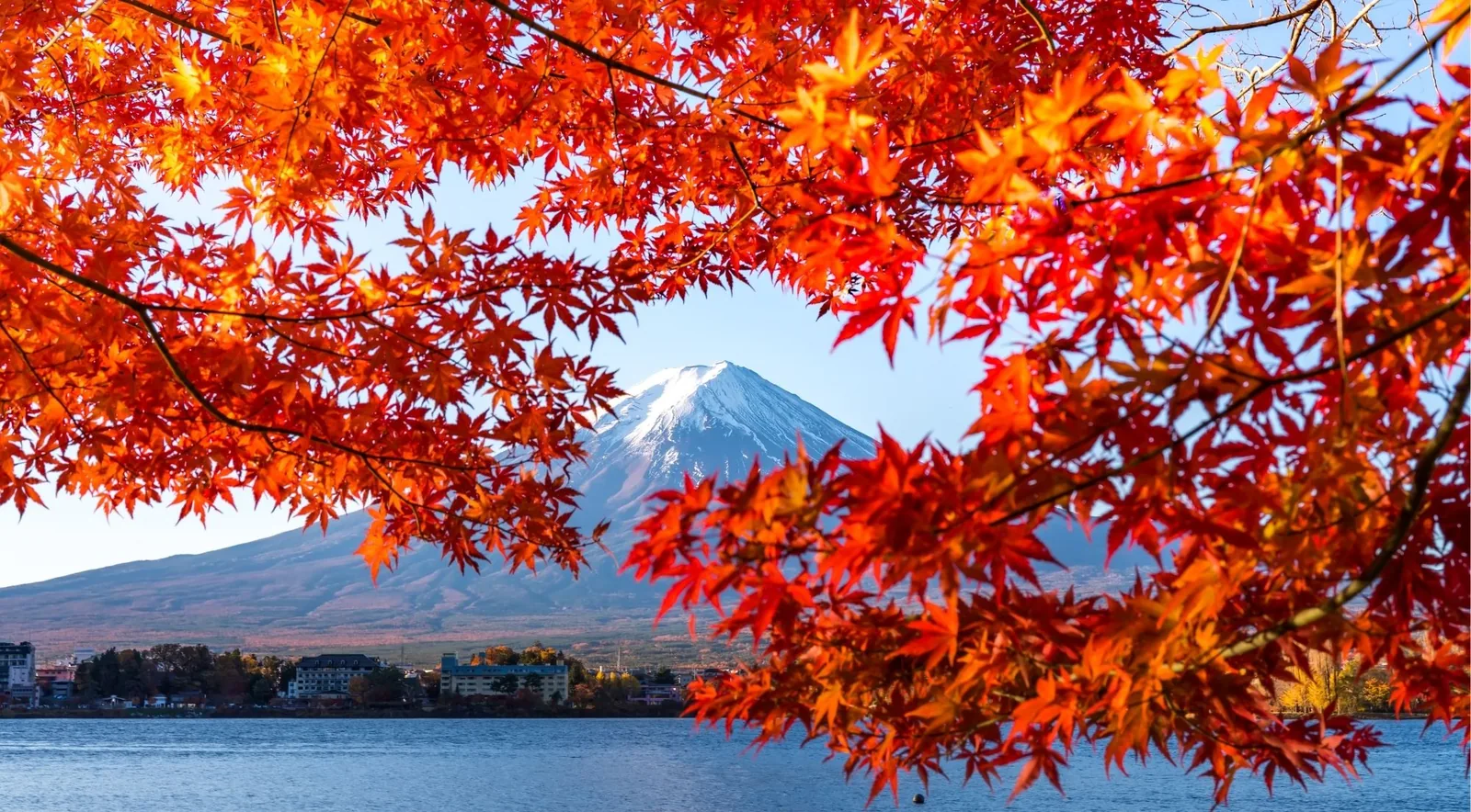 Mount Fuji seen through a curtain of scarlet Japanese maple leaves across Lake Kawaguchiko